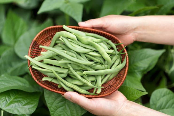 Green beans