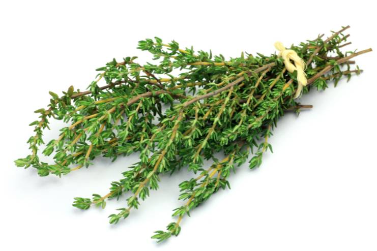 Thyme