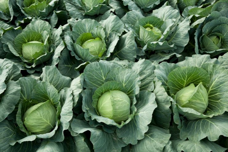 Green cabbage