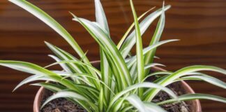 అత్యధ్భుత ఔషధ మూలిక సఫేద్ ముస్లి ఉత్తమ అరోగ్య ప్రయోజనాలివే.! - Top Health Benefits of Miraculous Herb Safed Musli Health Benefits of Herb Safed Musli