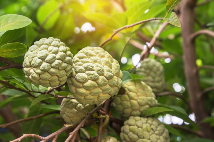 Medicinal Properties of Custard Apple