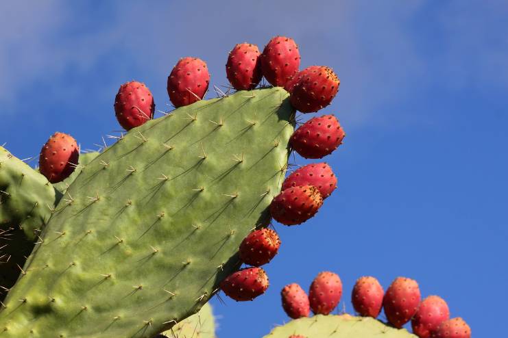 Prickly pear