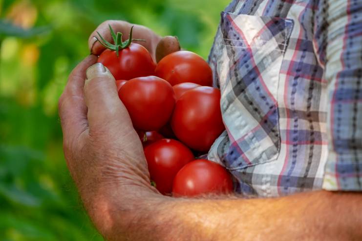 Tomatoes