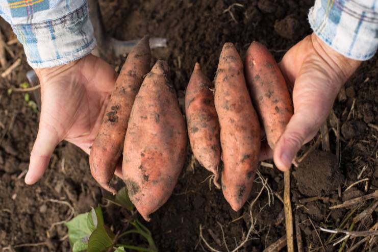 Vitamins and Minerals in Sweet potatoes