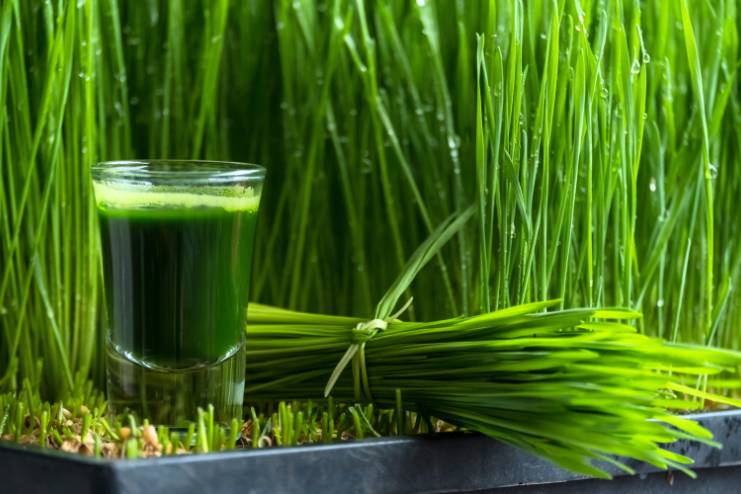 Wheat grass