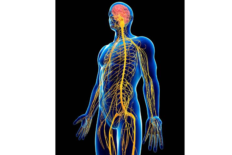 Central Nervous System