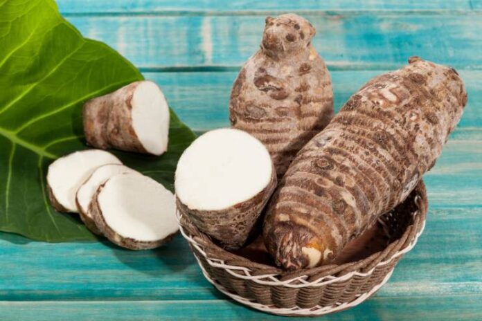 Malanga Nutritional Composition and Health Benefits