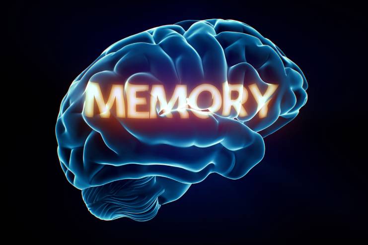 Memory and brain function