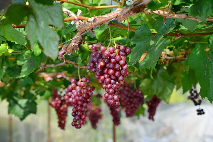 Red grapes