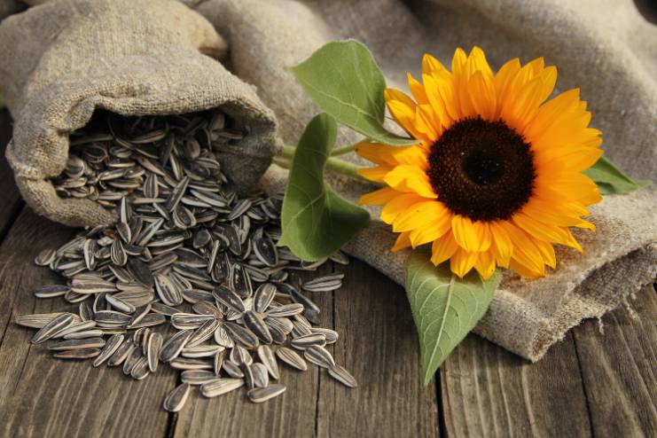 Sunflower seeds