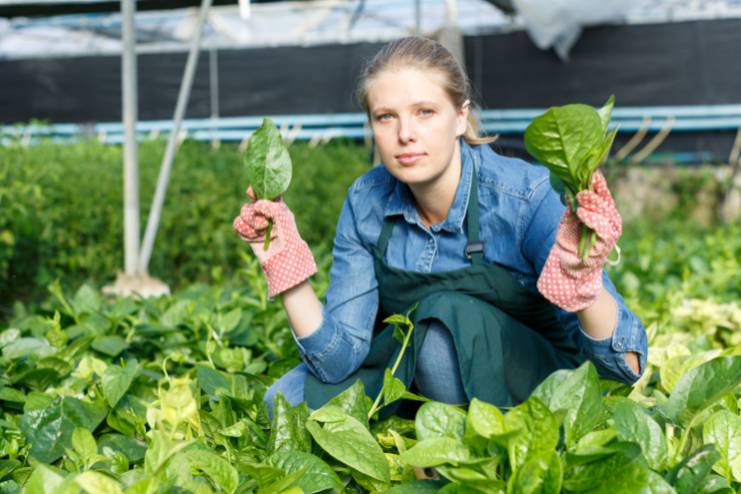 Benefits of Malabar spinach