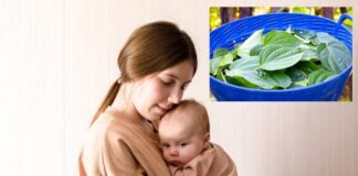 శిశువులకు తమలపాకుల జానపద వైద్యం సురక్షితమేనా? - Is the healing with betel leaves safe for infants? Betel leaves safe for infants