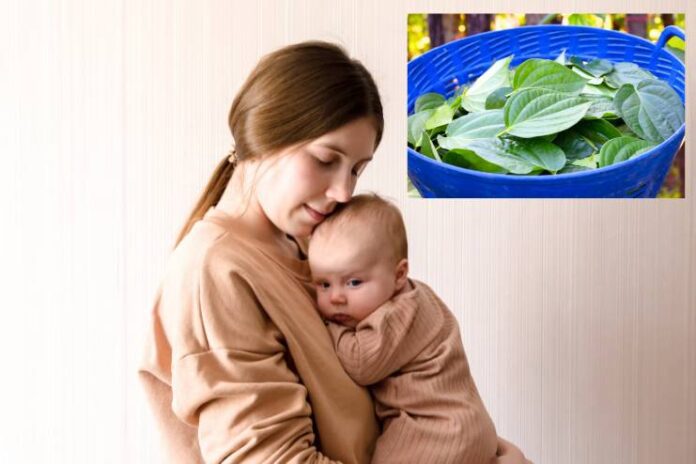 Betel leaves safe for infants