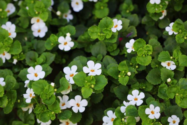 Brahmi Bacopa monieri