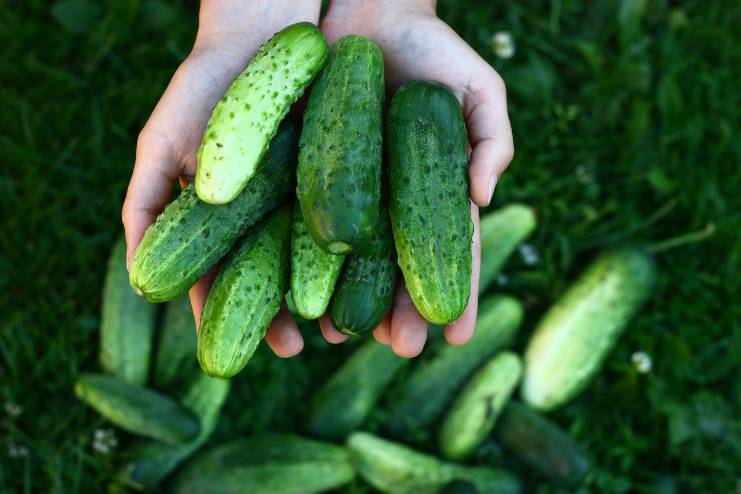 Cucumber nutrition facts