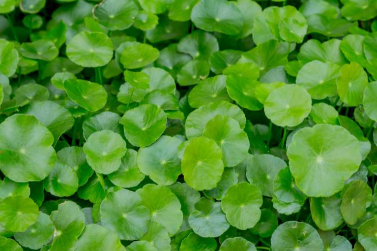 Gotu kola Centella asiatica