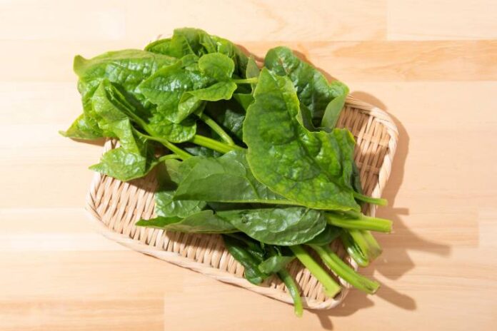 Malabar spinach Health Benefits