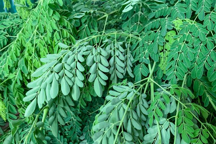 Moringa