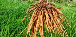 శతావరిలోని ఔషధ గుణాలు, అరోగ్య ప్రయోజనాలు - Shatavari - Nutritional profile and Health benefits Shatavari medicinal properties