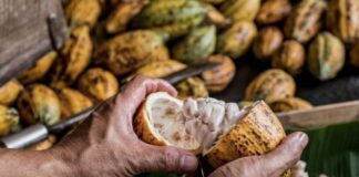 కోకో: పోషకాలు, ఆరోగ్య ప్రయోజనాలు మరియు దుష్ప్రభావాలు - Cocoa : Nutrition, Health benefits, Uses and Side Effects Cocoa Nutrition Health benefits