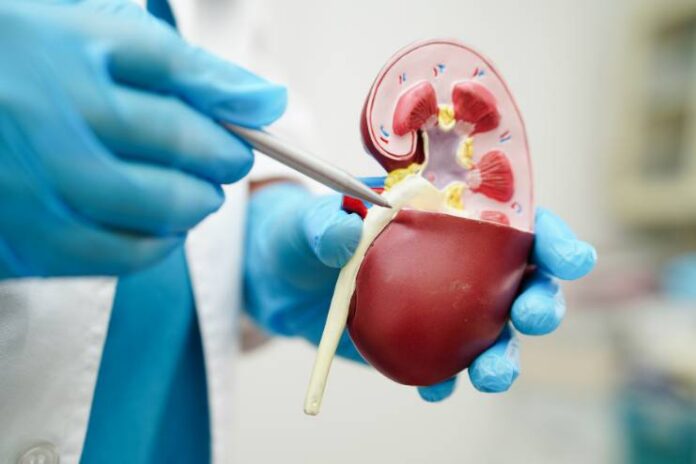 Factors Behind High Creatinine Levels