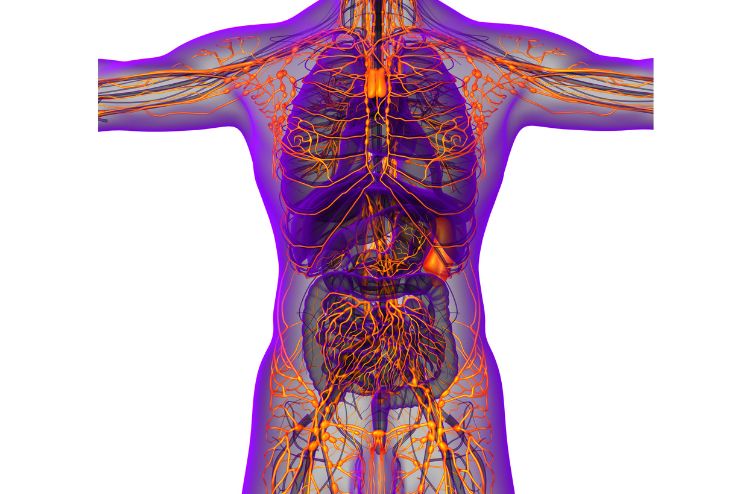 Function of the lymphatic system