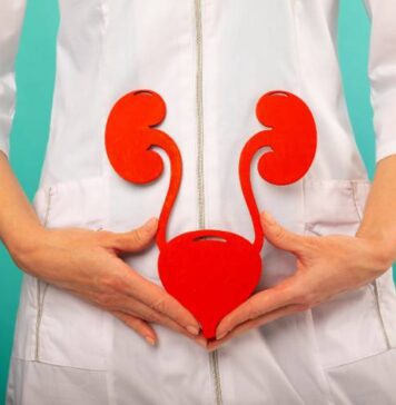 మూత్రపిండాలు: నిర్మాణం, విధులు మరియు వ్యాధులు Kidney anatomy