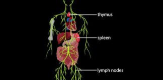 శోషరస వ్యవస్థ: నిర్మాణం, పనితీరు మరియు ప్రాముఖ్యత - Lymphatic System: Structure, Function, and Importance Lymphatic System