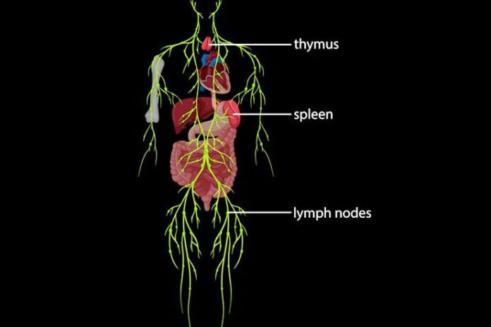 Lymphatic System