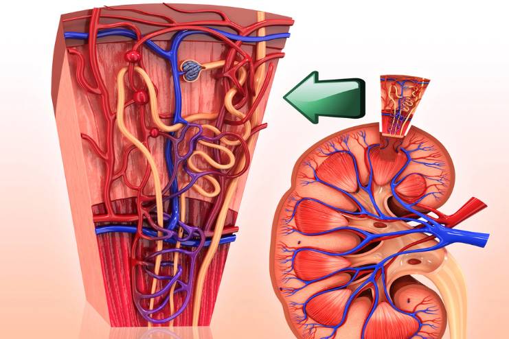 Nephrons