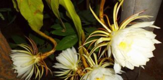 బ్రహ్మ కమలం: ఉపయోగాలు, ప్రయోజనాలు మరియు దుష్ప్రభావాలు - Nishagandhi: Uses, Health Benefits, and Side Effects Nishagandhi health benefits