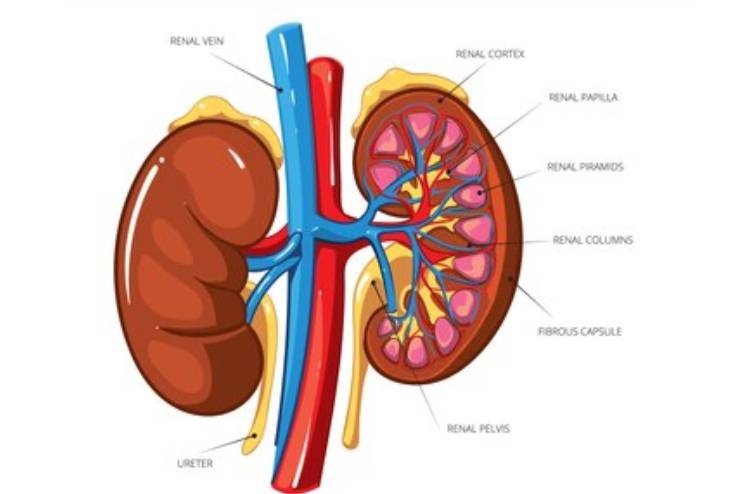 Parts of Kidney