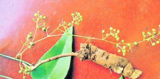 చిరుబొద్ది ఔషధ గుణాలు, ప్రయోజనాలు, దుష్ప్రభావాలు తెలుసా? - Patha: Uses, Benefits, Dosage, and Potential Side Effects Patha herb benefits