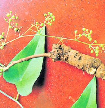 చిరుబొద్ది ఔషధ గుణాలు, ప్రయోజనాలు, దుష్ప్రభావాలు తెలుసా? Patha herb benefits