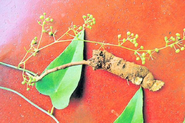 Patha: Uses, Benefits, Dosage, and Potential Side Effects