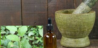 కొలకుపొన్న ఔషధ గుణాలు, ప్రయోజనాలు, దుష్ప్రభావాలు తెలుసా? - Shalparni: Uses, Benefits, Dosage, and Potential Side Effects Shalparni Benefits