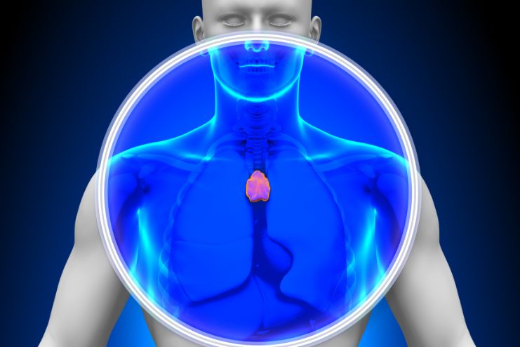 Thymus