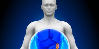 ప్లీహము అనాటమీ మరియు దాని ముఖ్యమైన విధులు - Understanding the Spleen: Structure and Functions Understanding the Spleen