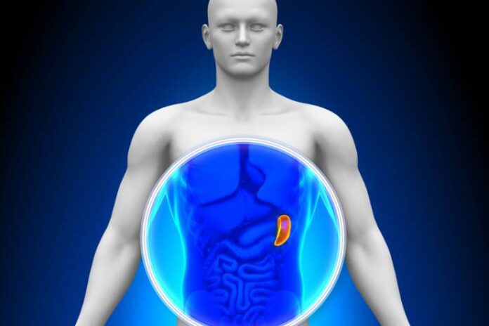 Understanding the Spleen