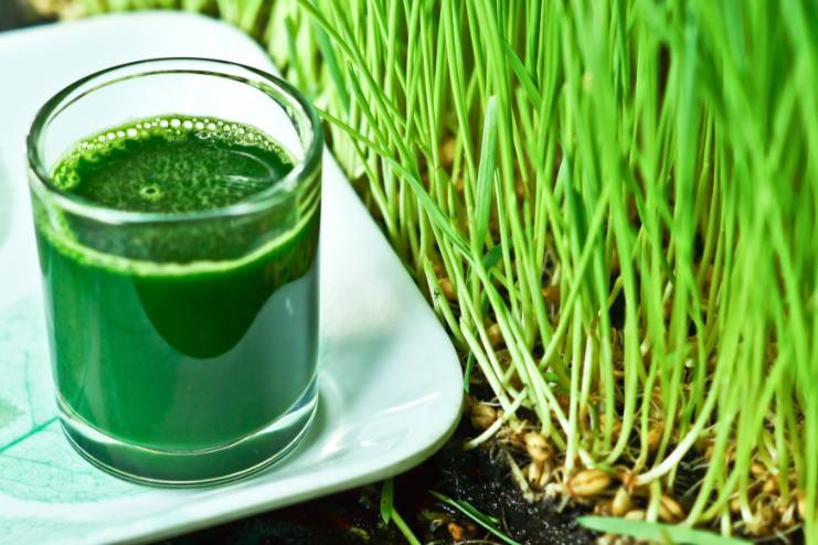 Wheat grass