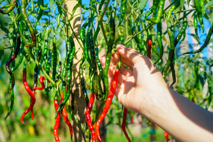 Fun facts about cayenne pepper