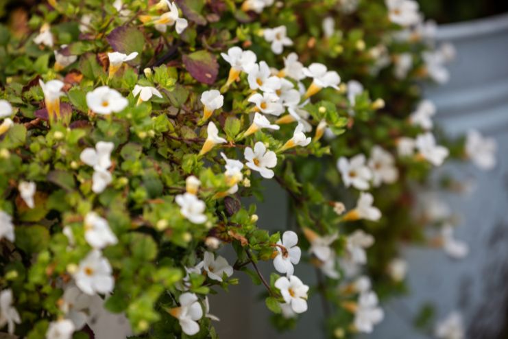 brahmi leaves