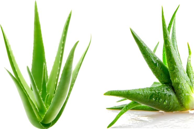 Aloe leaf