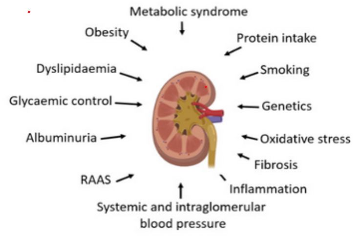 Causes of diabetic nephropathy