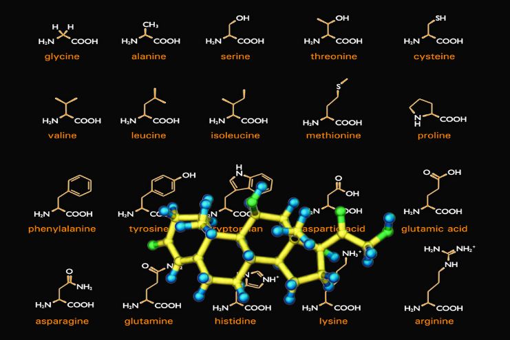 Classification of Amino Acids