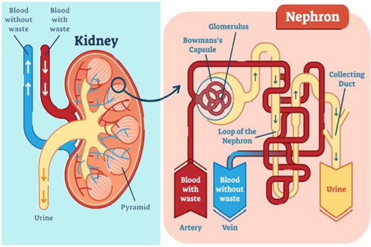 how kidney works