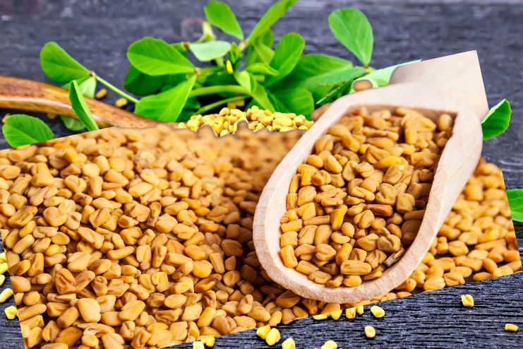 Fenugreek