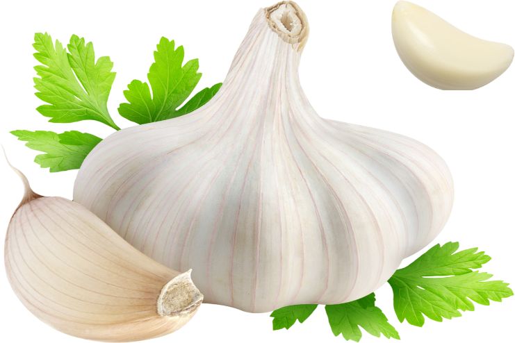 Garlic