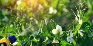 చిక్కుళ్లు vs కందికాయాలు: పోషకాలు, ప్రయోజనాలు, దుష్ఫ్రభావాలు - Snow Peas vs Snap Peas: Nutrition, Health Benefits And Side Effects Snow Peas