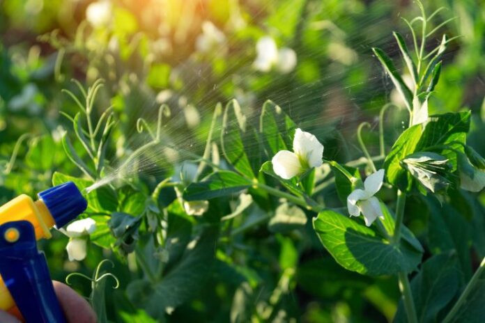 Snow Peas